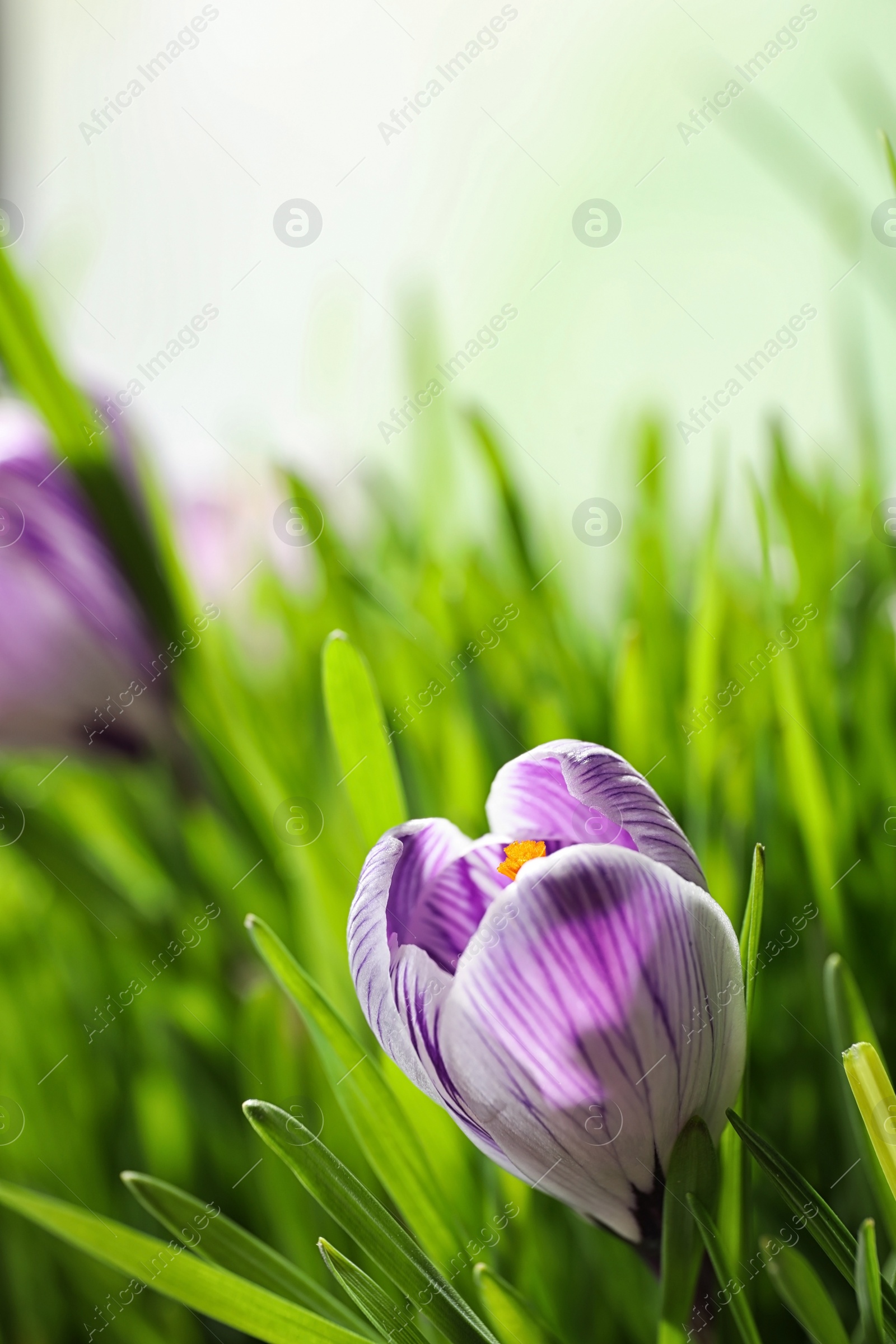 Photo of Fresh grass and crocus flowers on light green background, closeup. Spring season