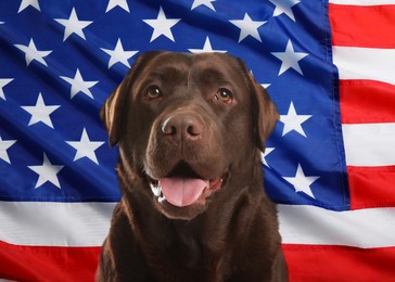 Adorable dog against national flag of United States of America