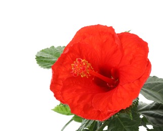 Beautiful red hibiscus flower and green leaves isolated on white