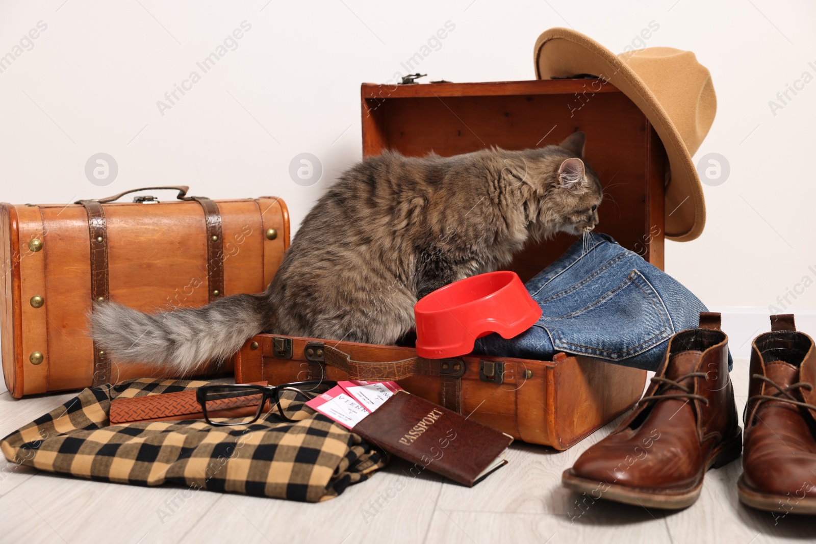 Photo of Travel with pet. Cat, clothes, passport, tickets and suitcases indoors