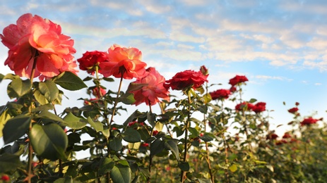 Photo of Green bush with beautiful roses in blooming garden on sunny day