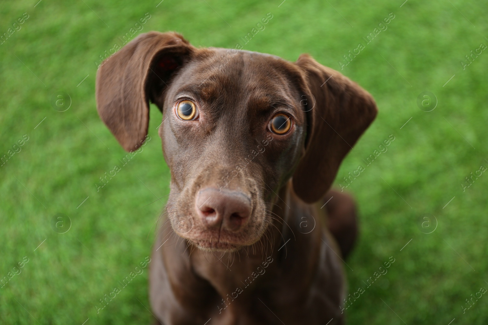 Photo of German Shorthaired Pointer dog on green grass