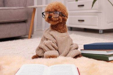 Photo of Cute Maltipoo dog in knitted sweater and glasses near books at home. Lovely pet