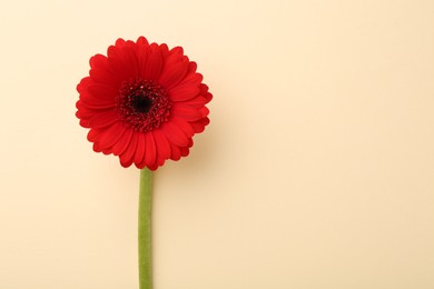 Photo of Beautiful red gerbera flower on beige background, top view. Space for text