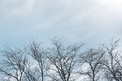 Beautiful view of trees against cloudy sky