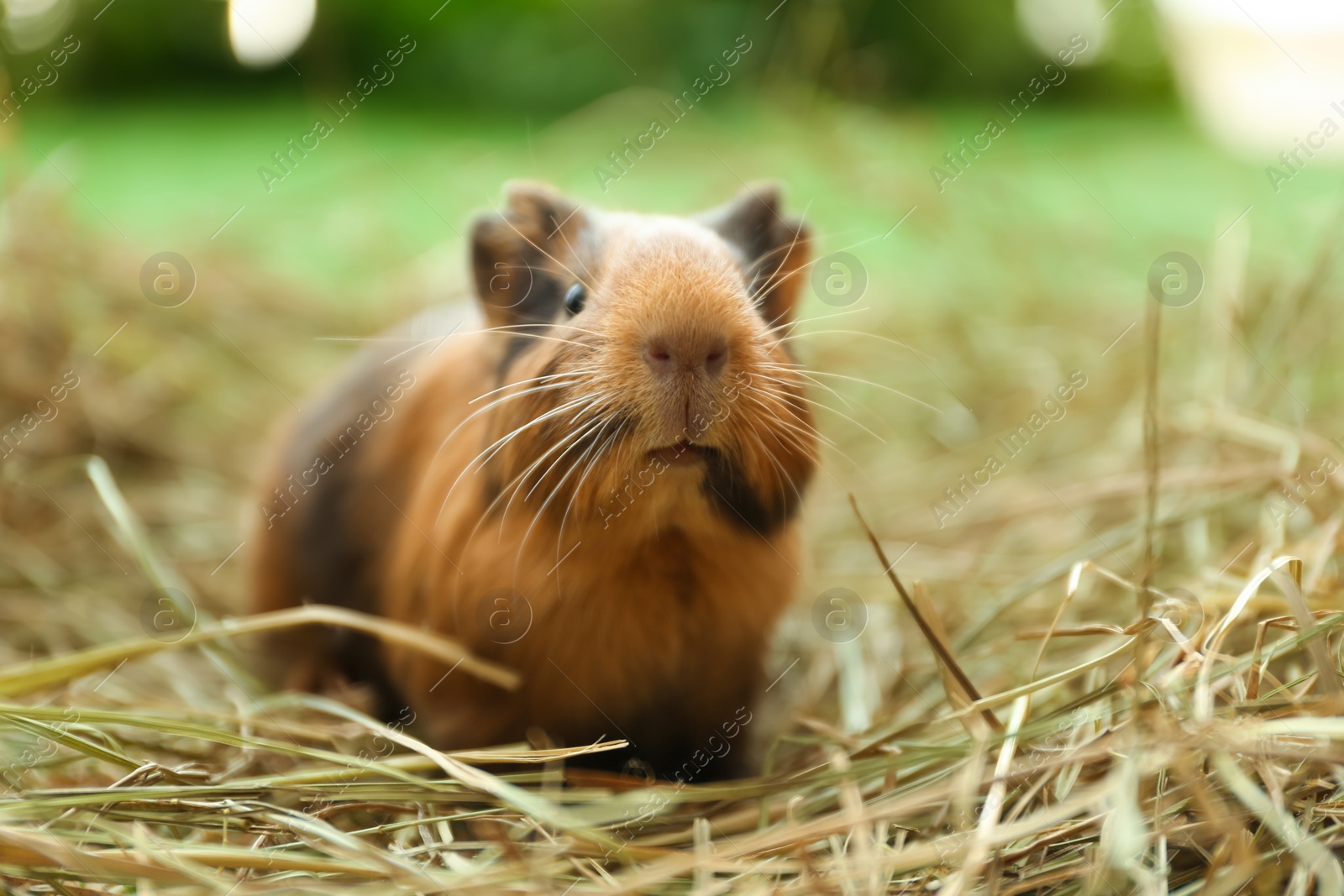 Photo of Cute funny guinea pig and hay outdoors, closeup