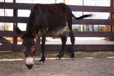 Cute donkey near fence on farm. Animal husbandry