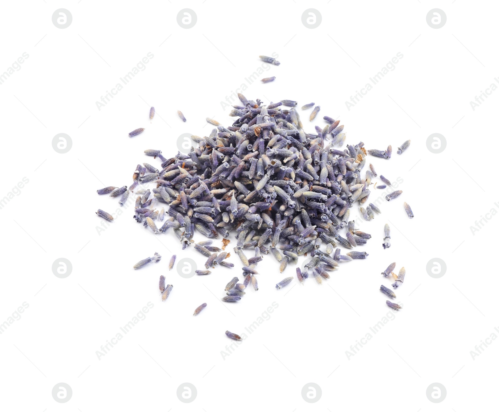 Photo of Beautiful purple lavender flowers on white background