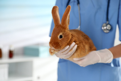 Photo of Professional veterinarian with bunny in clinic, closeup