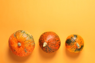 Orange pumpkins on color background, flat lay composition with space for text. Autumn holidays