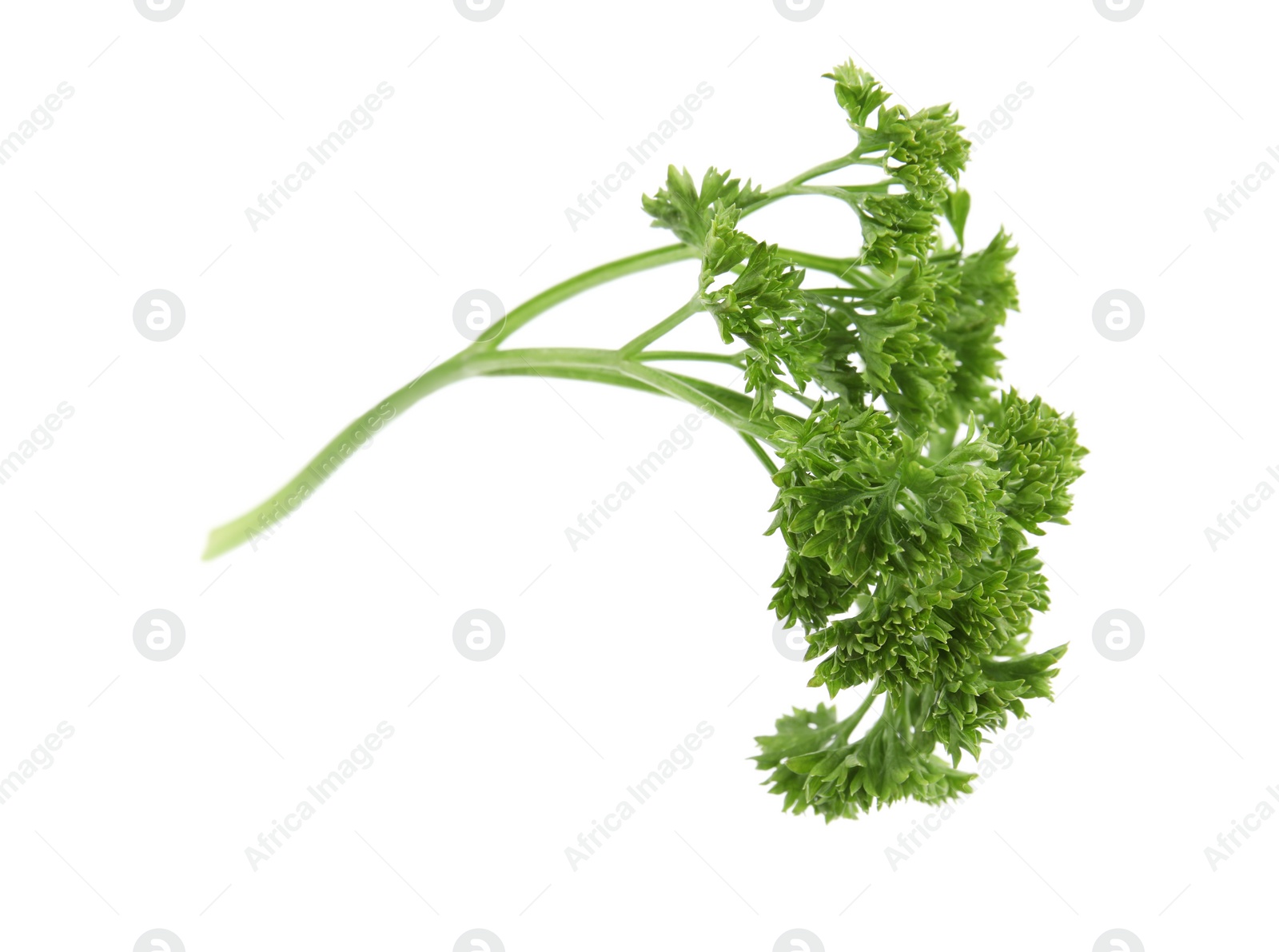 Photo of Fresh green organic parsley on white background