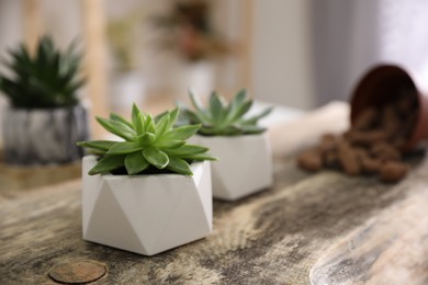 Beautiful potted succulents on wooden table indoors. Space for text
