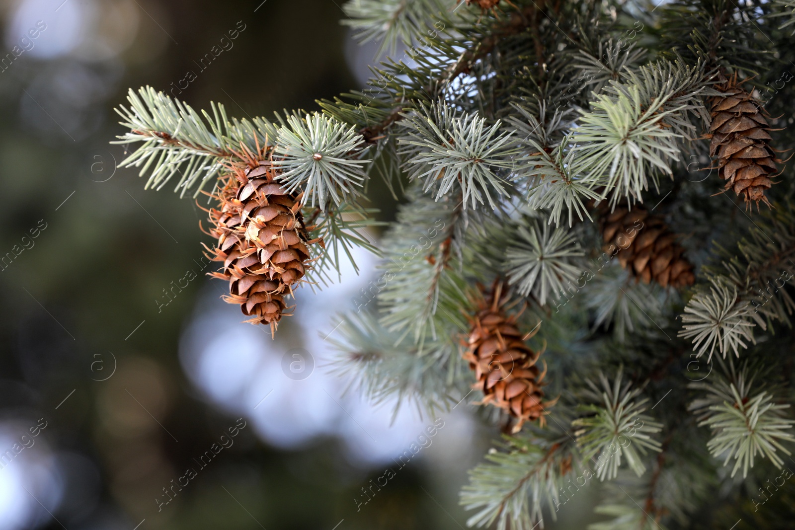 Photo of Cones growing on pine branch outdoors, closeup