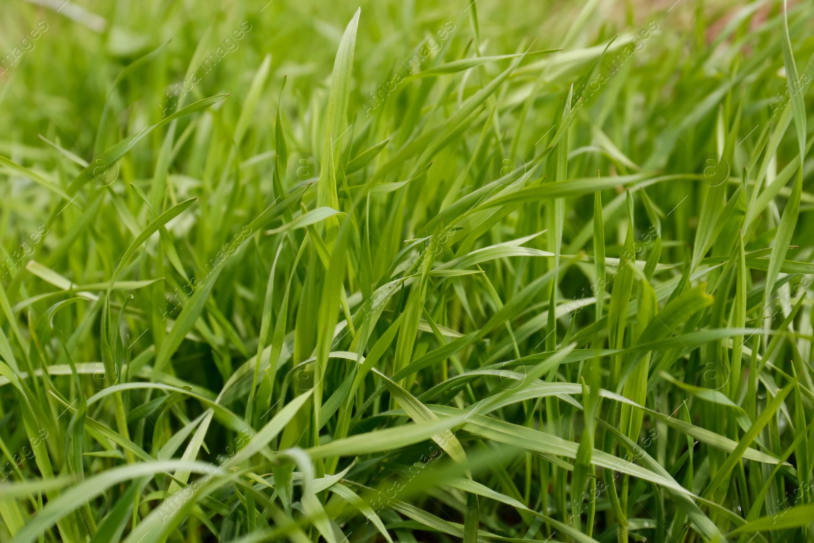 Photo of Green lawn with fresh grass outdoors, closeup