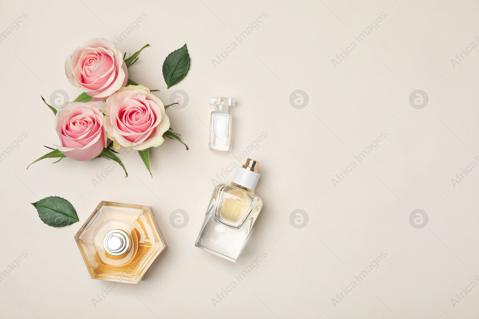 Photo of Bottles of perfume and roses on light background, top view