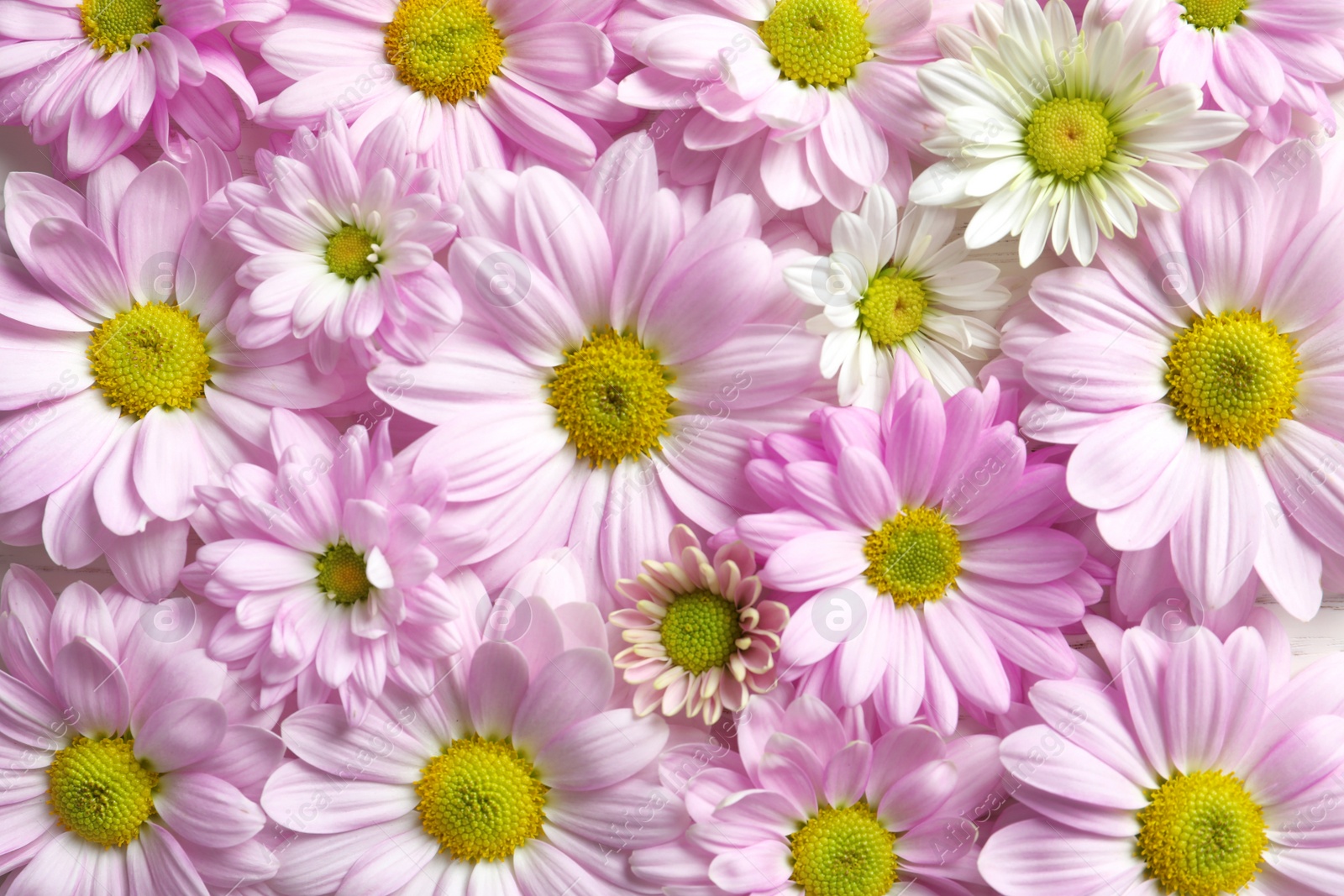 Photo of Beautiful chamomile flowers as background, top view