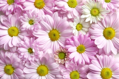 Beautiful chamomile flowers as background, top view