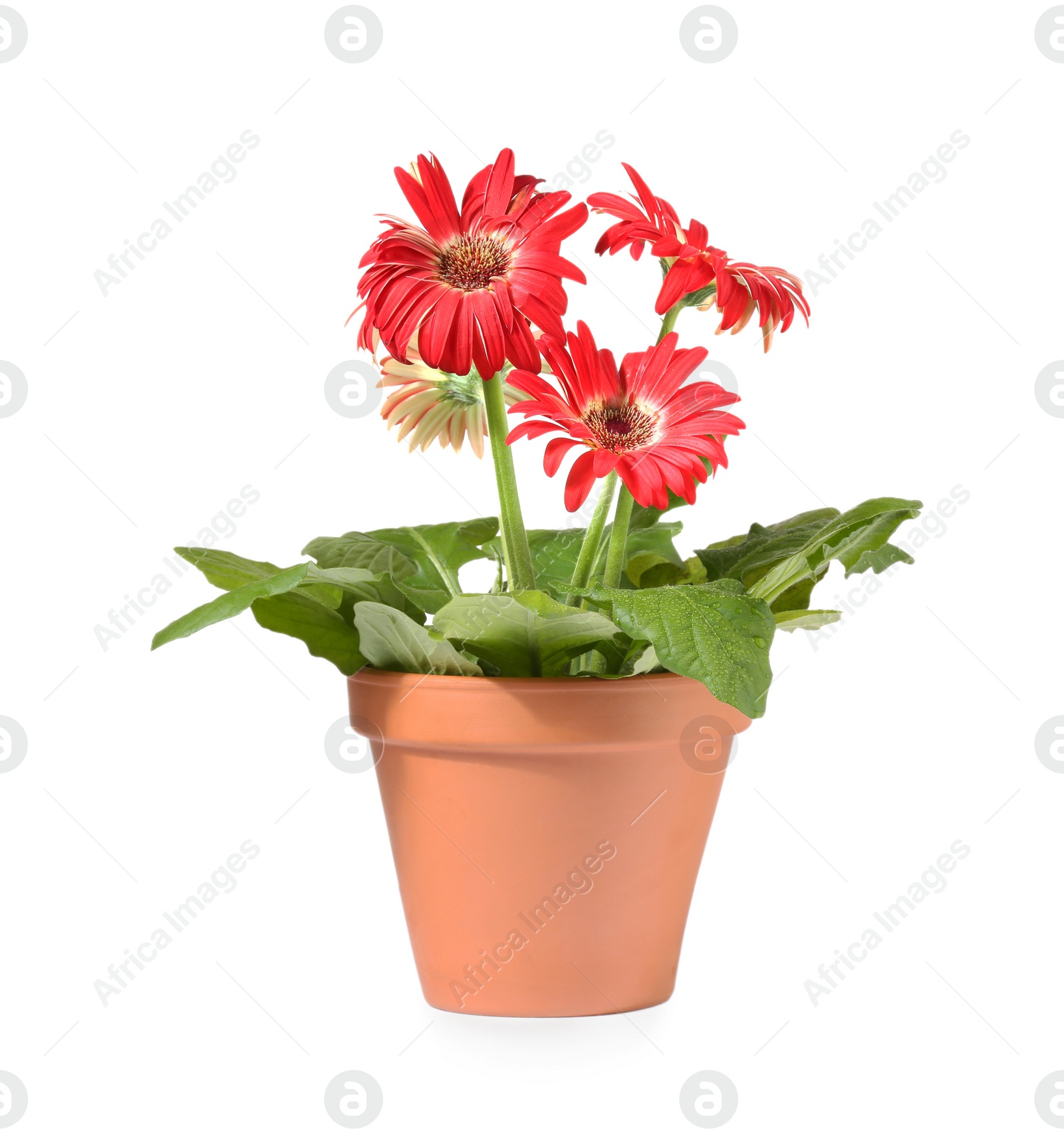 Photo of Gerbera flower in terracotta pot on white background