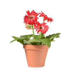 Photo of Gerbera flower in terracotta pot on white background
