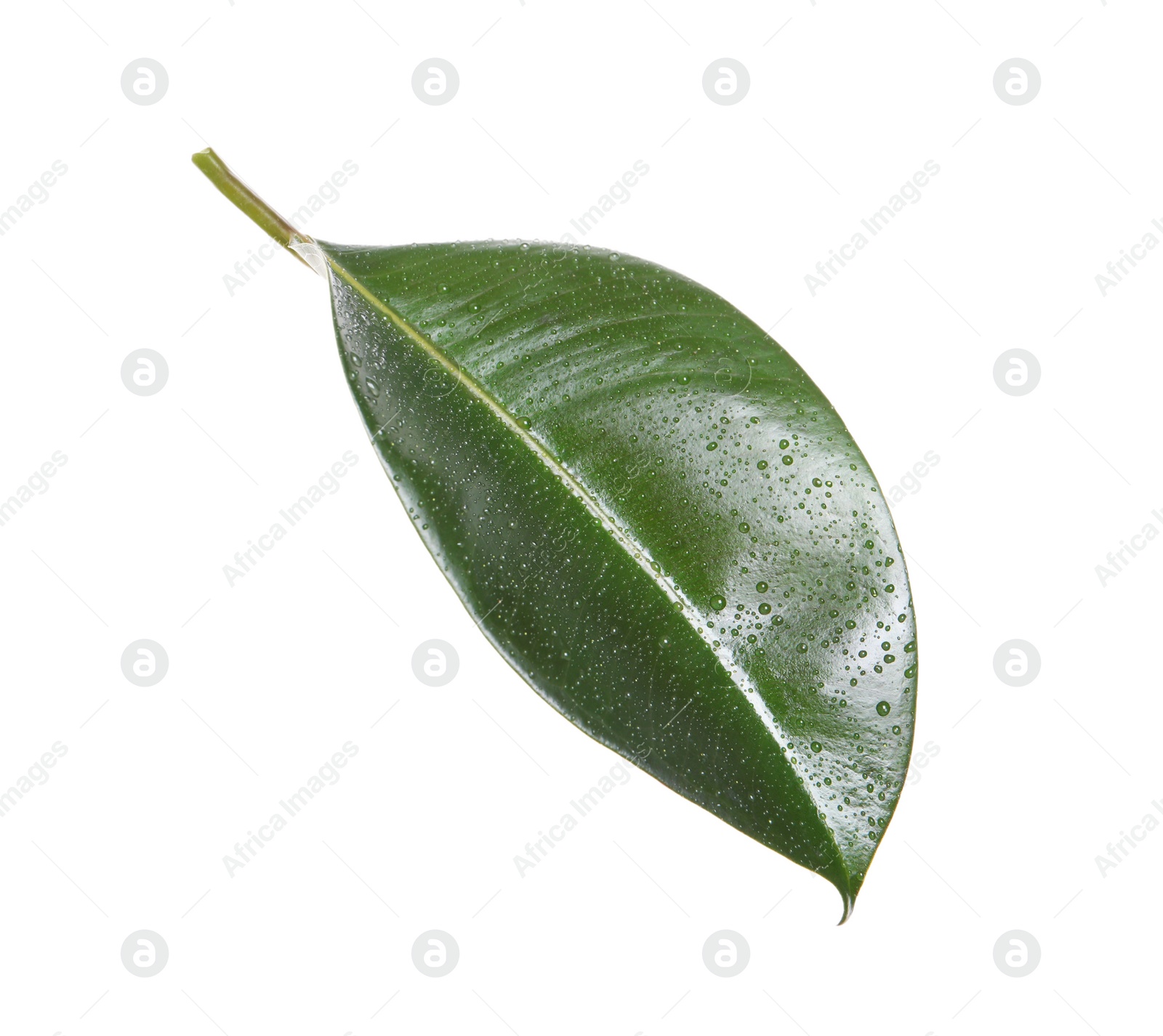 Photo of Fresh green leaf of Ficus elastica plant isolated on white