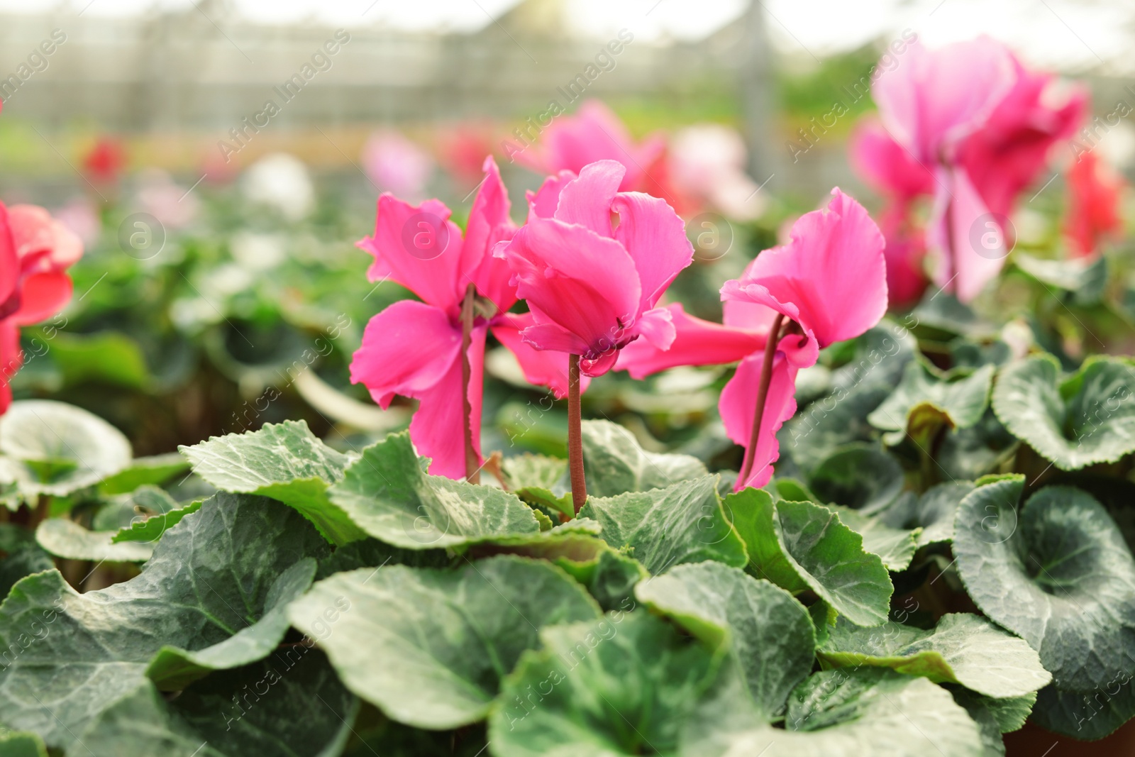 Photo of Many blooming flowers in greenhouse, closeup view. Home gardening