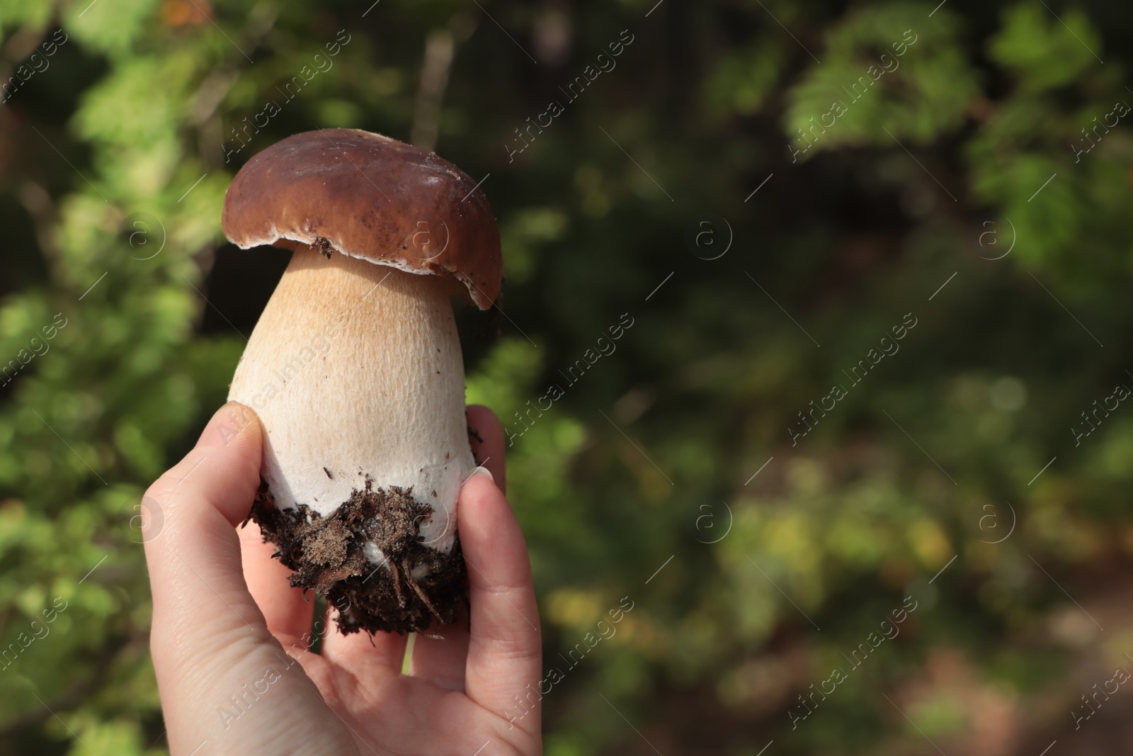 Photo of Woman holding porcini mushroom in forest, closeup. Space for text