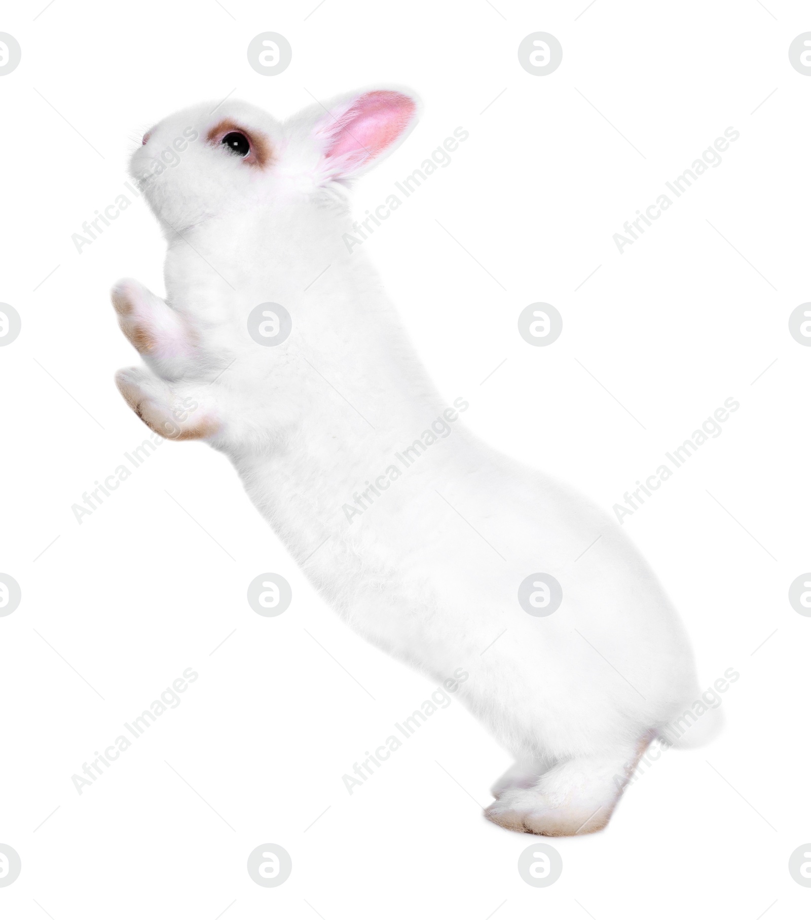 Photo of Fluffy rabbit on white background. Cute pet