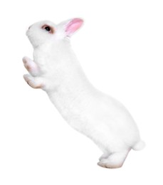 Fluffy rabbit on white background. Cute pet
