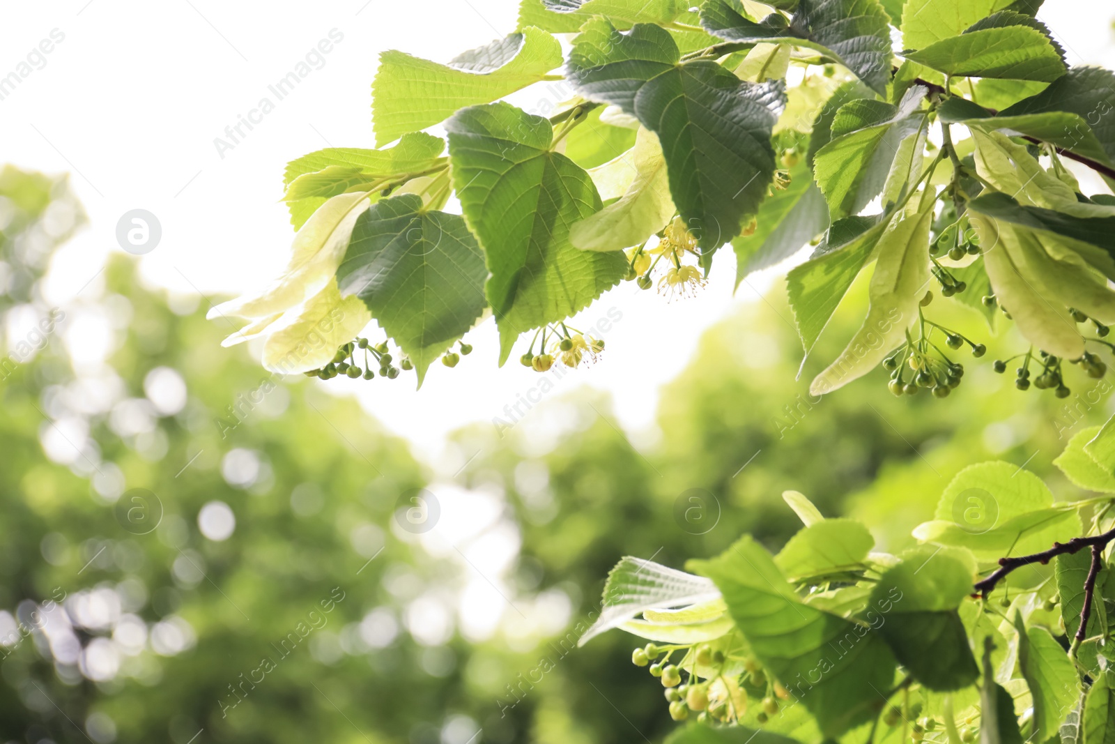 Photo of Closeup view of linden tree with fresh young green leaves and blossom outdoors on spring day