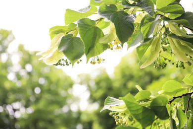 Closeup view of linden tree with fresh young green leaves and blossom outdoors on spring day