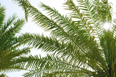 Photo of Palms with lush green foliage on sunny day, below view