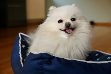 Photo of Cute fluffy Pomeranian dog in pet bed indoors