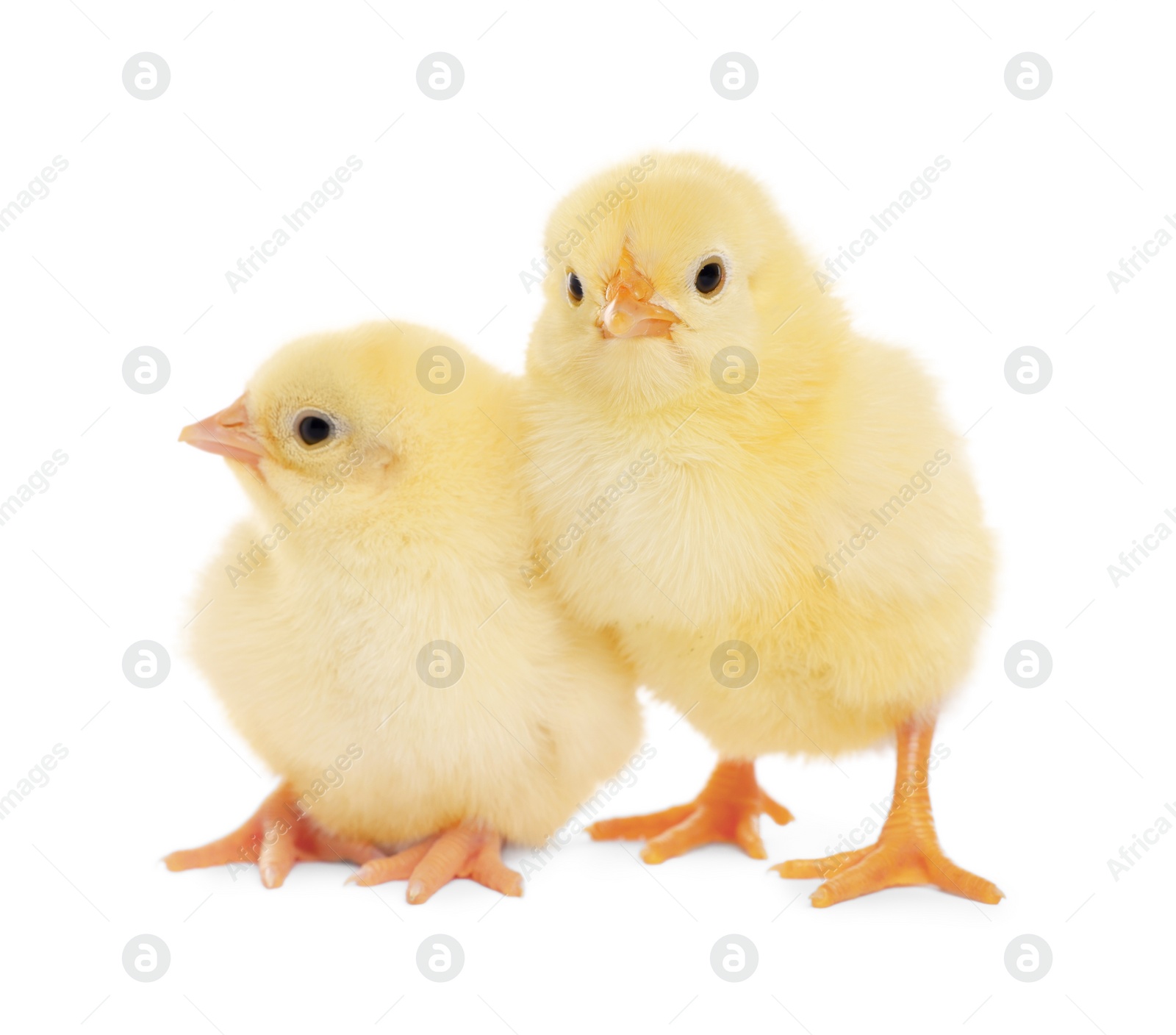 Photo of Two cute fluffy baby chickens on white background