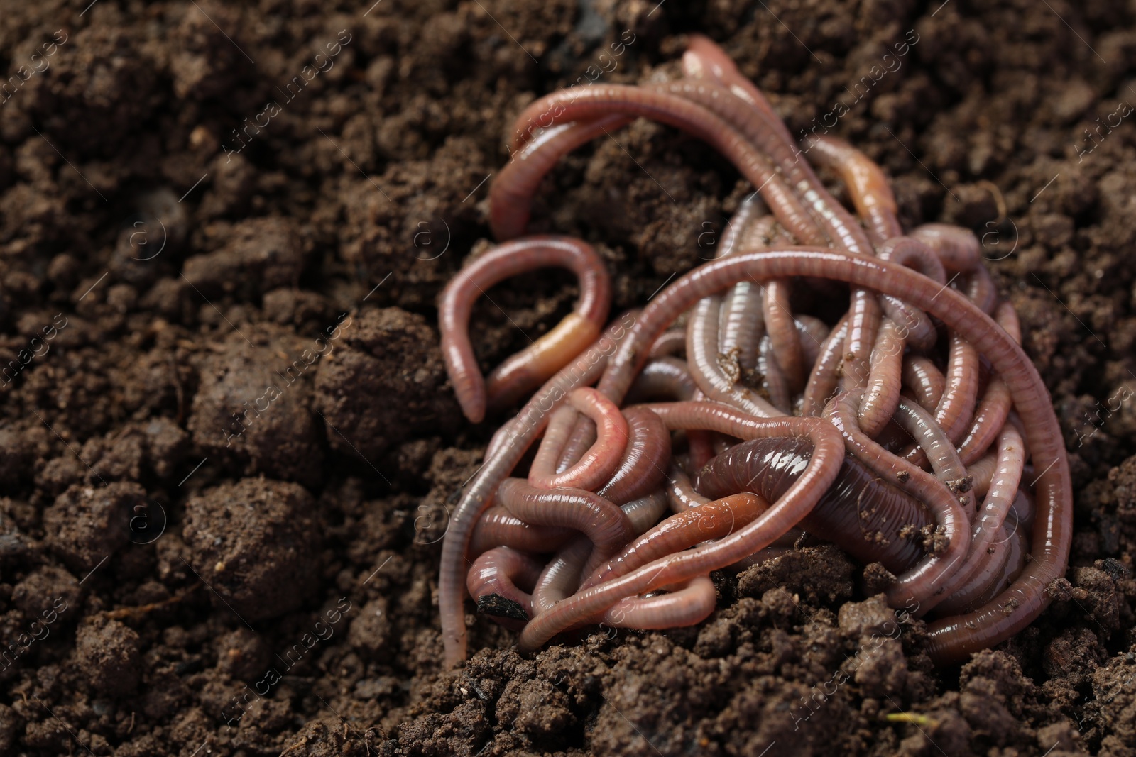 Photo of Many earthworms on wet soil, closeup. Space for text