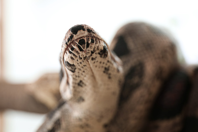 Photo of Brown boa constrictor outdoors, closeup. Exotic snake