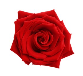 Beautiful fresh red rose isolated on white