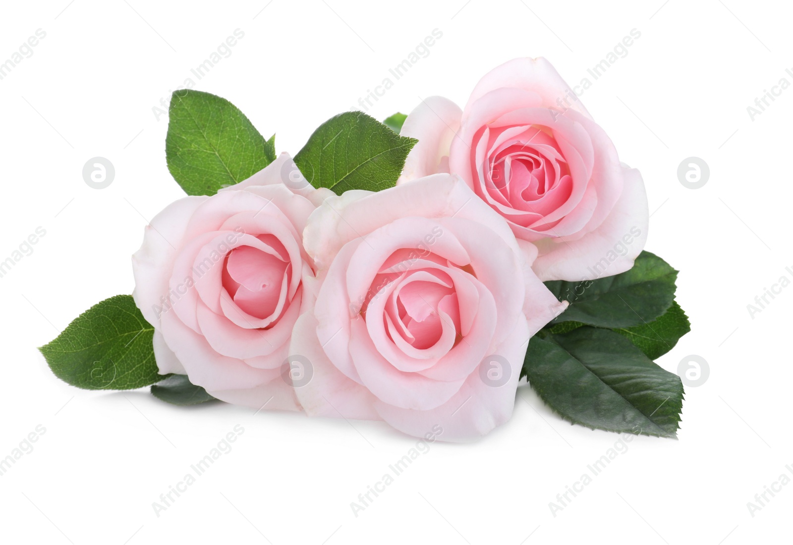 Photo of Blooming pink roses on white background. Beautiful flowers