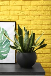 Beautiful plant in pot and picture on black table near yellow brick wall. Interior accessories