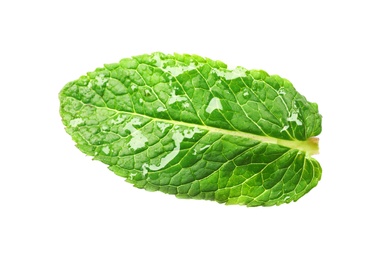 Photo of Green wet leaf of fresh mint isolated on white