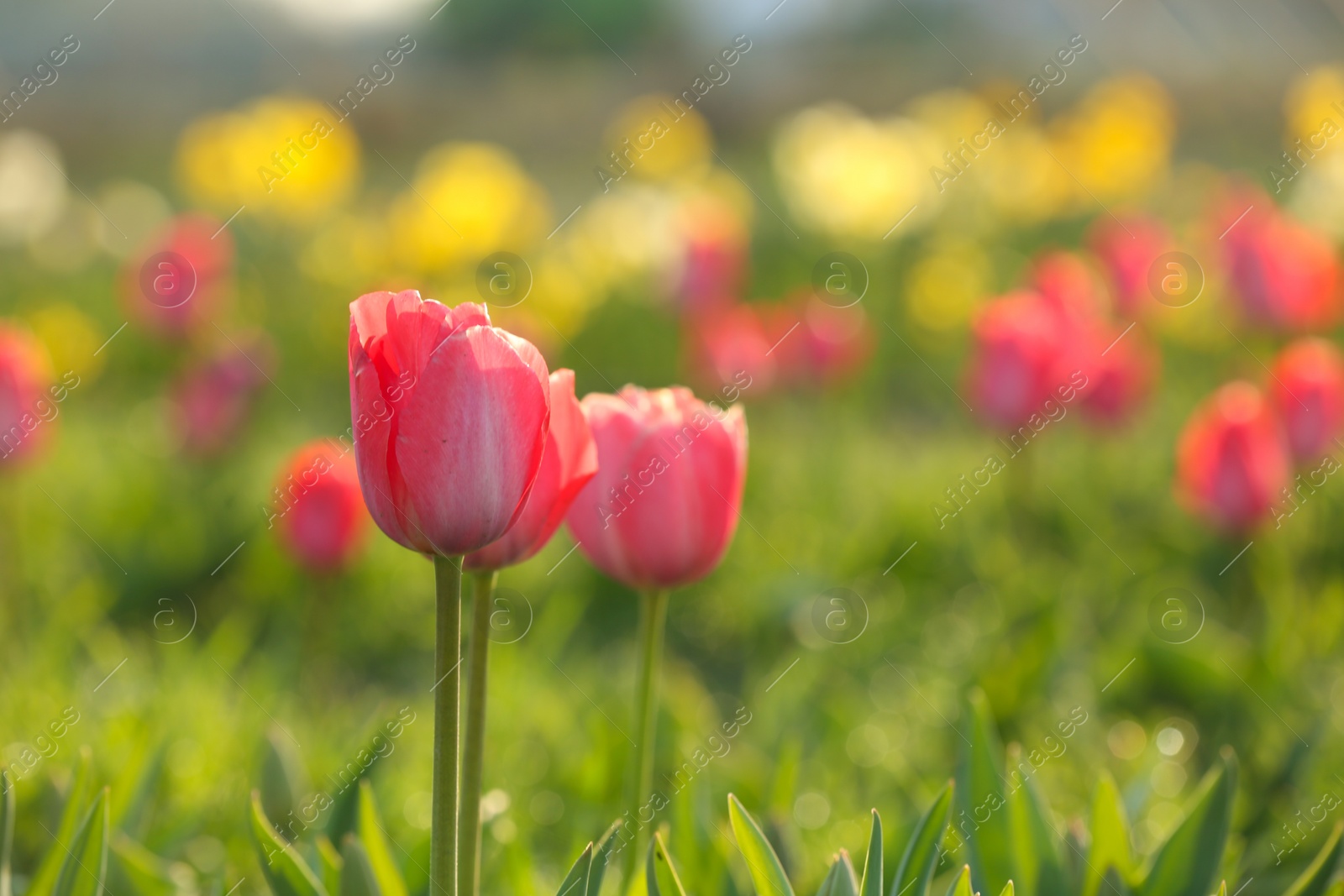 Photo of Field with fresh beautiful tulips. Blooming flowers