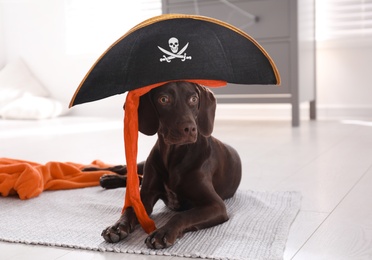 Photo of Adorable German Shorthaired Pointer dog in pirate hat indoors. Halloween costume for pet
