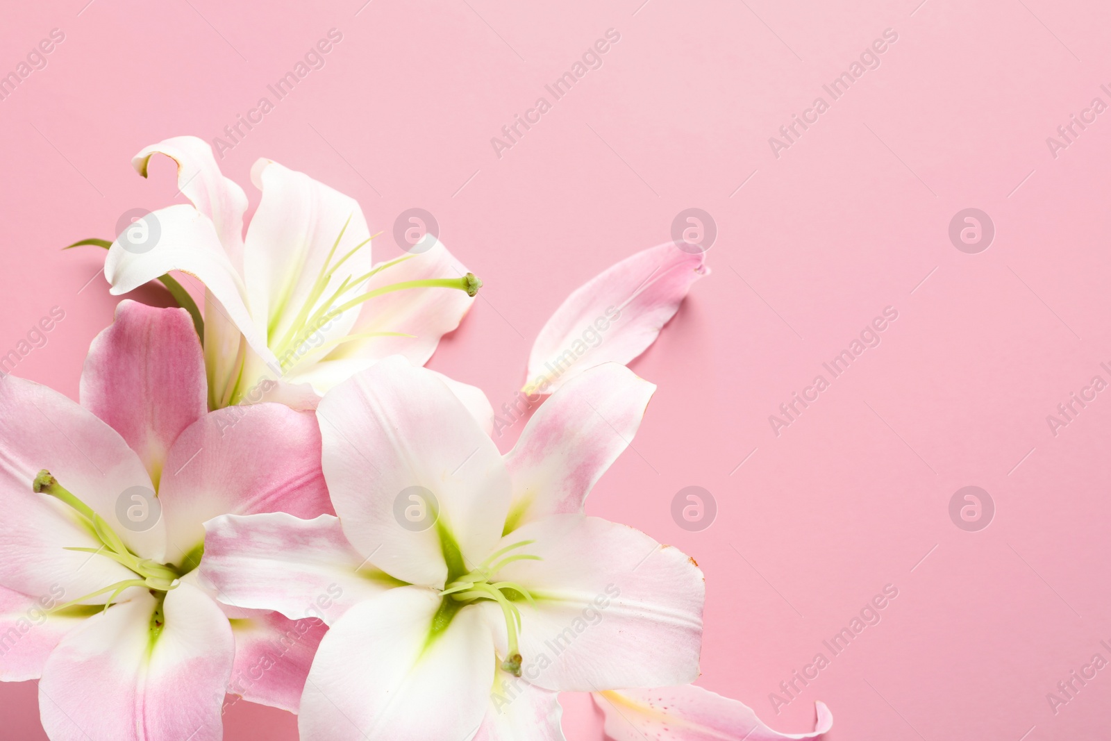 Photo of Flat lay composition with beautiful blooming lily flowers on color background