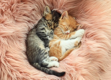 Photo of Cute little kittens sleeping on pink furry blanket, top view