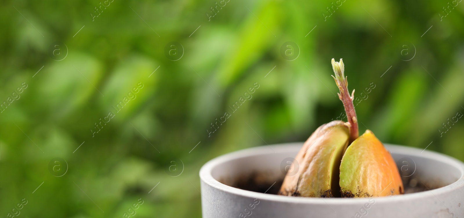 Image of Avocado pit with sprout in pot and space for text on blurred background, closeup. Banner design 