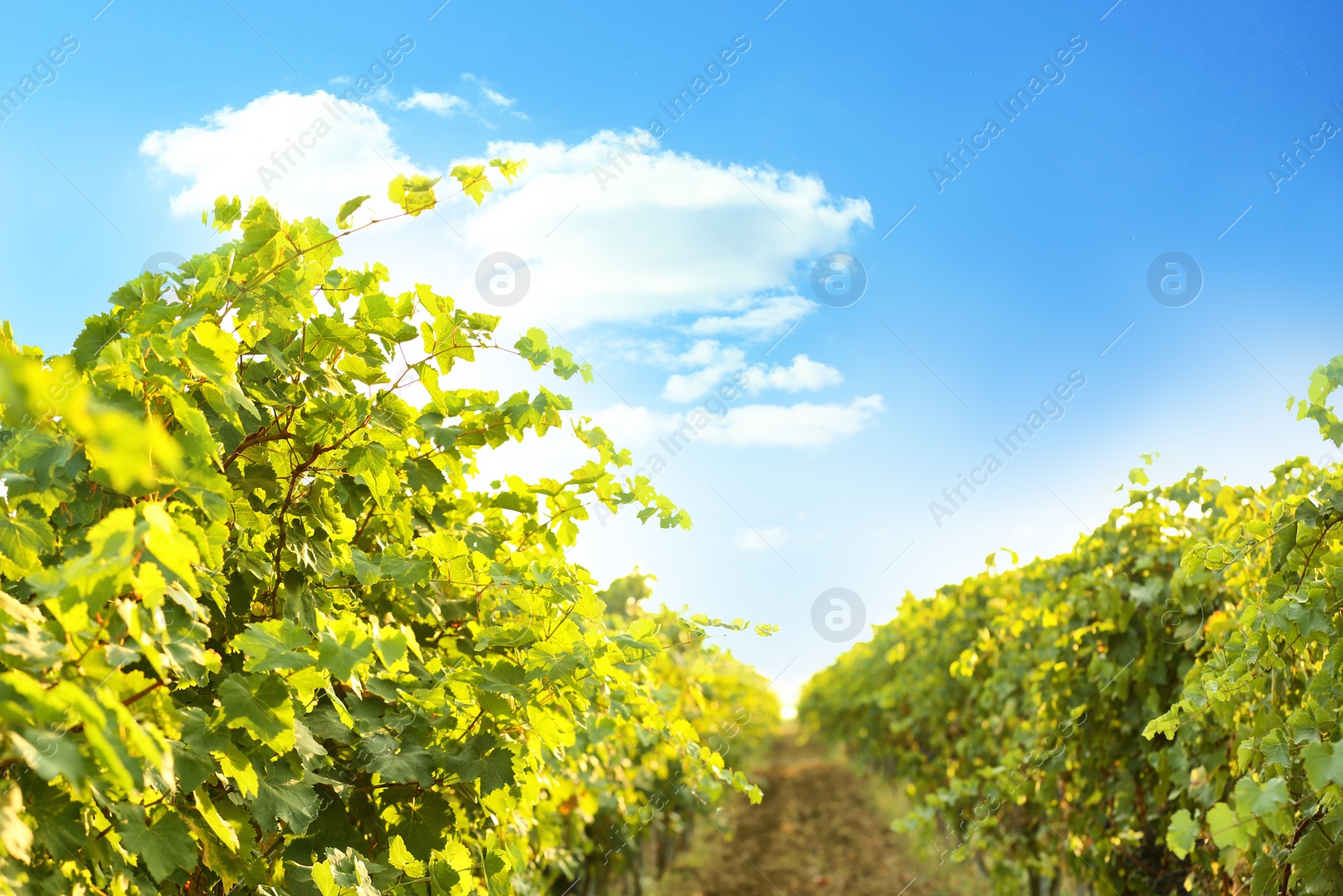 Photo of View of vineyard rows with fresh ripe juicy grapes on sunny day