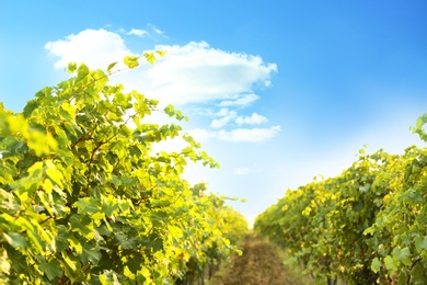 View of vineyard rows with fresh ripe juicy grapes on sunny day