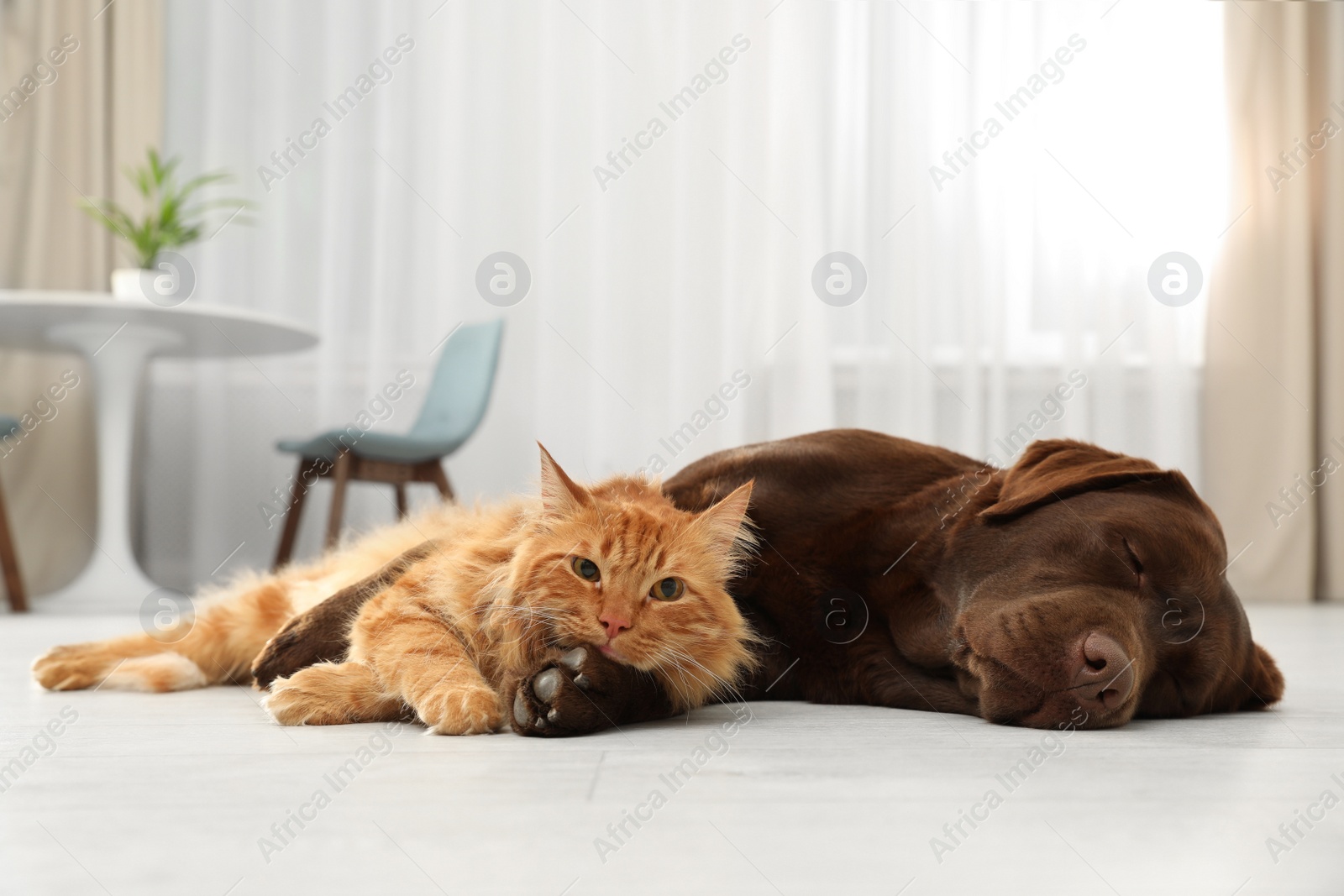 Photo of Cat and dog together looking at camera on floor indoors. Fluffy friends