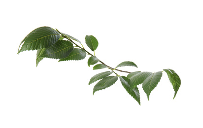 Photo of Branch of elm tree with young fresh green leaves isolated on white. Spring season