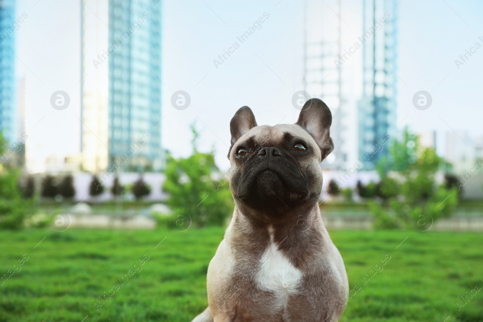 Photo of Cute French bulldog on green grass outdoors., space for text. Lovely pet