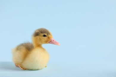 Photo of Baby animal. Cute fluffy duckling sitting on light blue background, space for text